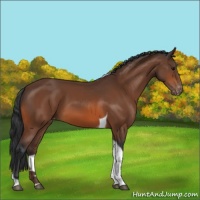 Horse Color:Bay Tobiano Appaloosa 