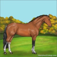 Horse Color:White Spotted Bay 