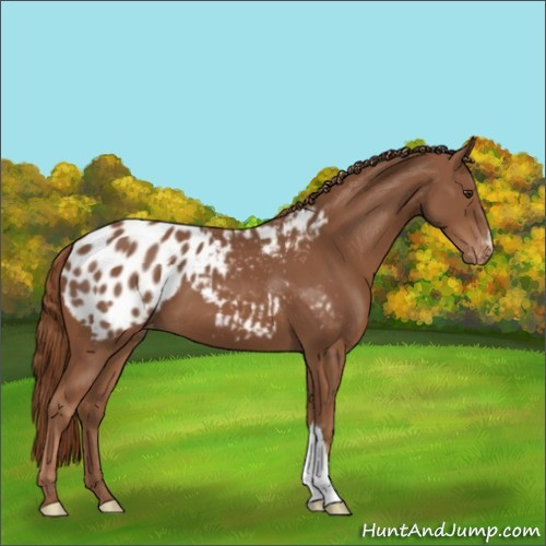 Horse Color:Chestnut Appaloosa 