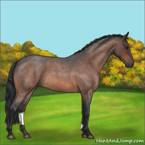 Horse Color:Bay Roan 
