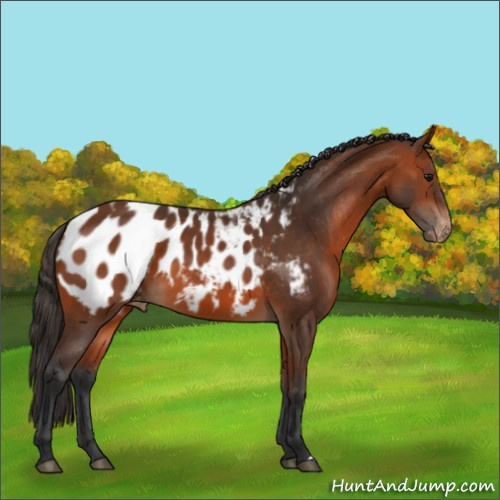 Horse Color:Bay Appaloosa 