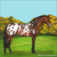 Horse Color:Bay Appaloosa 