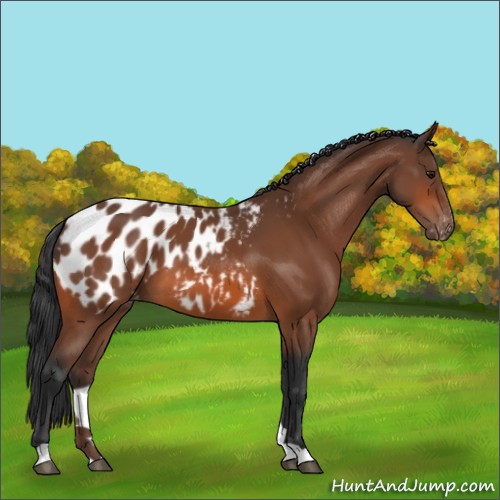 Horse Color:Bay Appaloosa 