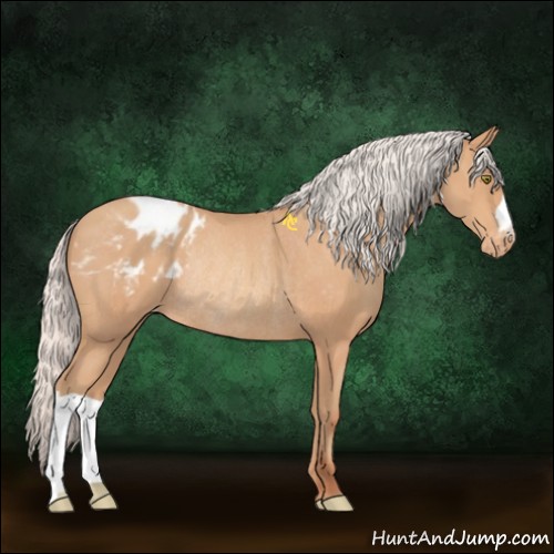 Horse Color:Silver Amber Champagne Appaloosa Rabicano 