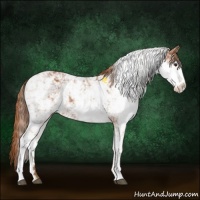 Horse Color:Chestnut Sabino Rabicano 
