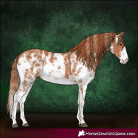 Horse Color:Chestnut Sabino Rabicano 
