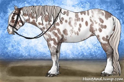 Horse Color:White Spotted Silver Brown Roan Near Leopard 