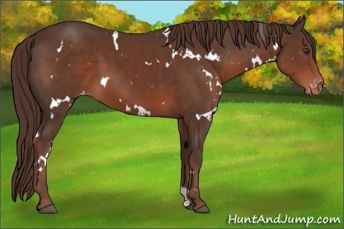 Horse Color:White Spotted Liver Chestnut Varnish 