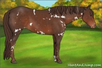 Horse Color:White Spotted Liver Chestnut Varnish 