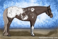 Horse Color:Silver Black Appaloosa 