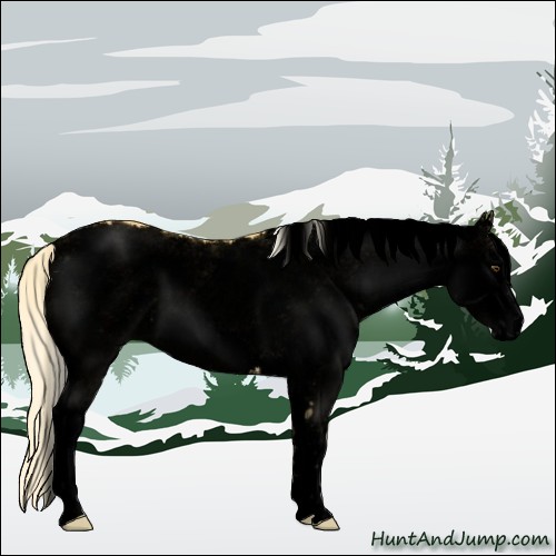 Horse Color:Void White Spotted Palomino 