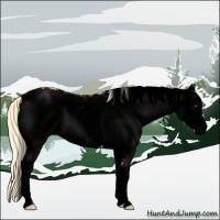 Horse Color:Void White Spotted Palomino 