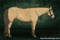 Horse Color:Buckskin 