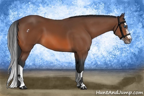 Horse Color:Bay Splash 