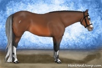 Horse Color:Bay Splash 