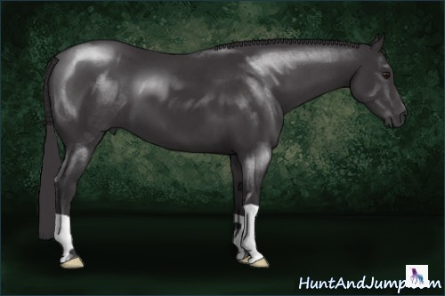 Horse Color:Smoky Black Chinchilla
