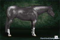 Horse Color:Smoky Black Chinchilla