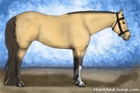 Horse Color:Buckskin 
