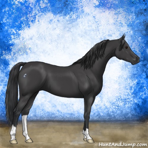 Horse Color:Black 