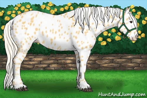 Horse Color:Palomino Appaloosa 