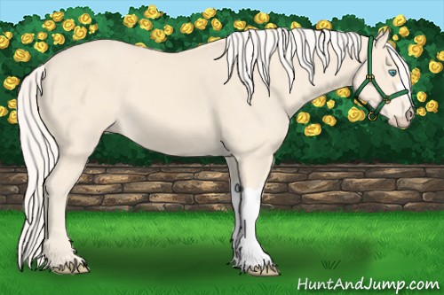 Horse Color:Cremello 