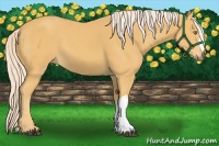Horse Color:Palomino 