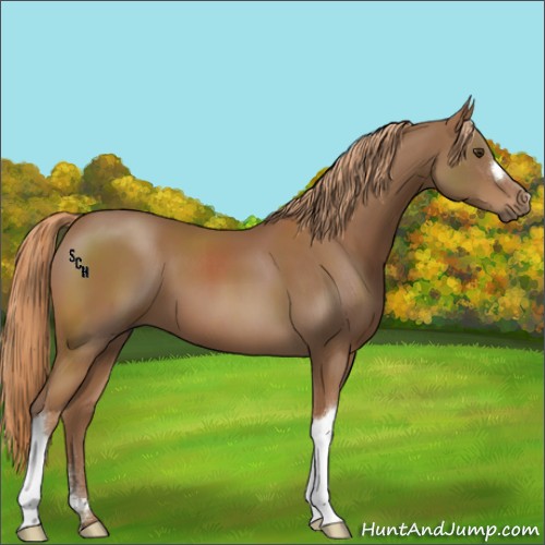 Horse Color:Chestnut 