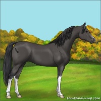 Horse Color:Black 