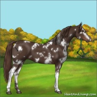 Horse Color:White Spotted Liver Chestnut 