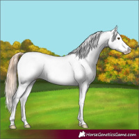 Horse Color:Liver Chestnut Appaloosa 