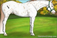 Horse Color:White Spotted Red Dun Appaloosa