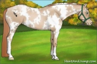 Horse Color:White Spotted Smoky Blue Roan Pearl 
