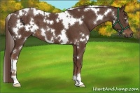 Horse Color:White Spotted Liver Chestnut 
