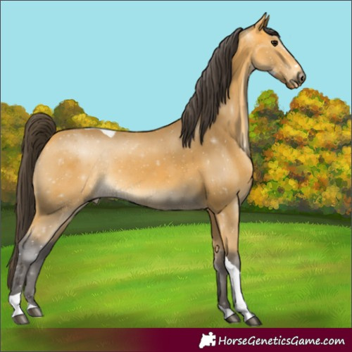 Horse Color:Buckskin Tobiano