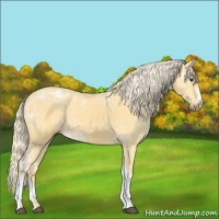 Horse Color:Palomino Ice