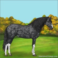Horse Color:Black Ice 