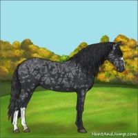 Horse Color:Black Ice 