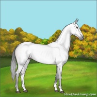 Horse Color:Gray Bay Ice Roan