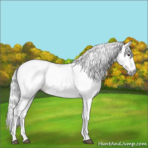 Horse Color:Gray Buckskin Tobiano Frame Appaloosa 