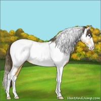 Horse Color:Buckskin Splash Tobiano Near Fewspot 