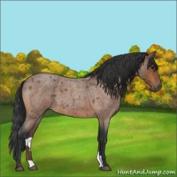 Horse Color:Bay Roan 
