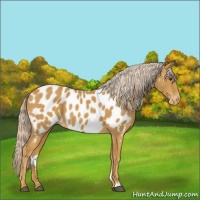 Horse Color:Palomino Appaloosa