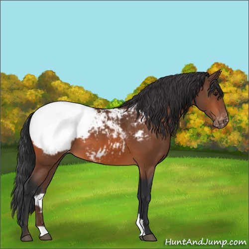 Horse Color:Bay Appaloosa 