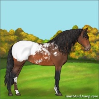 Horse Color:Bay Appaloosa 