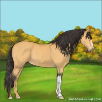 Horse Color:Buckskin 