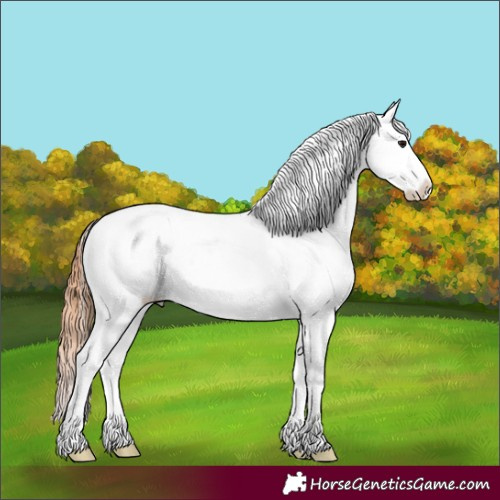 Horse Color:Bay Tobiano Appaloosa Rabicano 