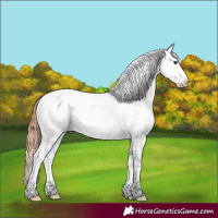Horse Color:Bay Tobiano Appaloosa Rabicano 