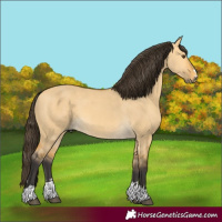 Horse Color:Buckskin Dun