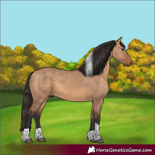 Horse Color:Bay Dun Tobiano 