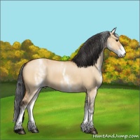 Horse Color:White Spotted Bay Dun 